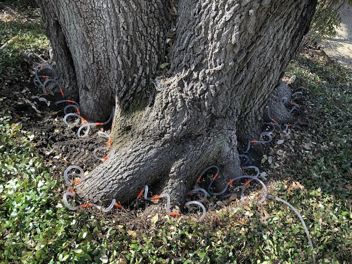Detailed Tree Cabling and Bracing job site in Edson