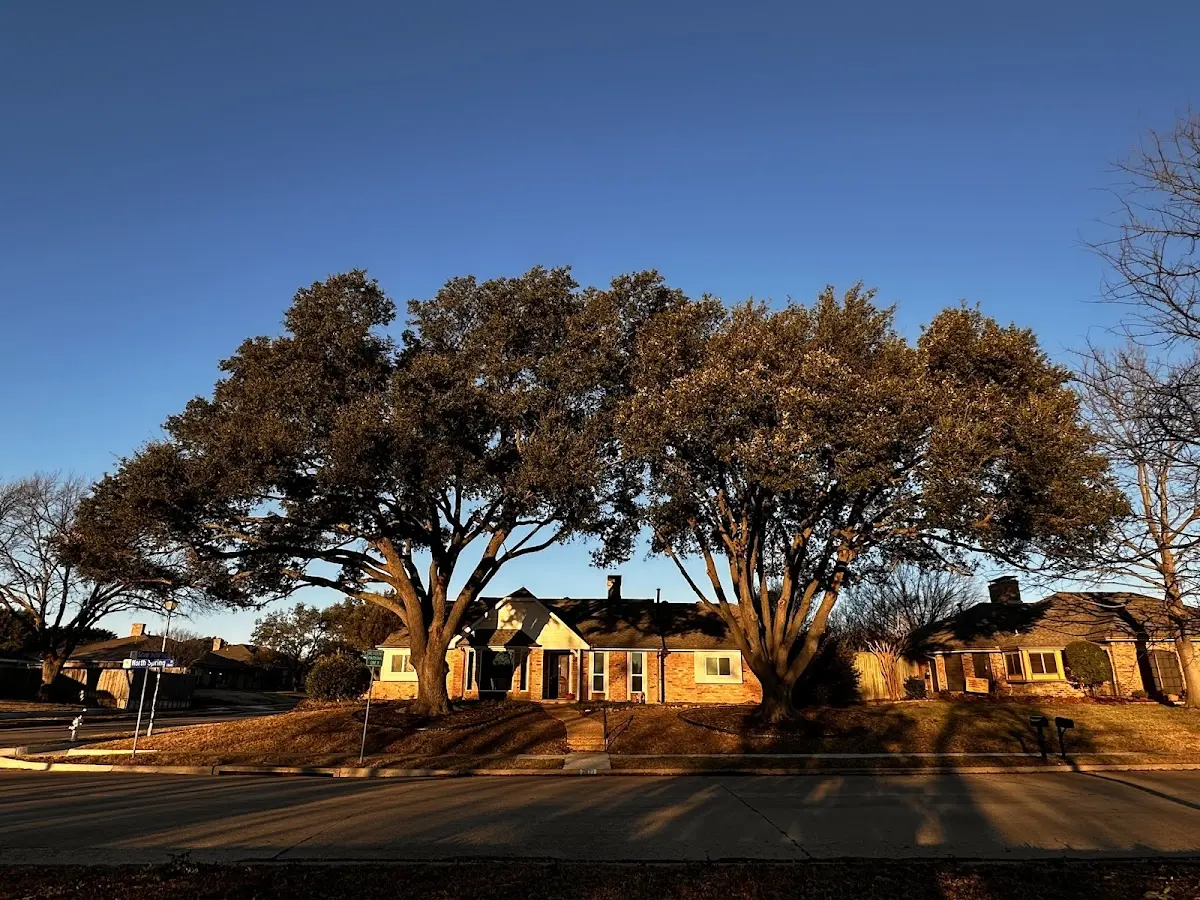 Established residential canopy tree shading a home in Edson
