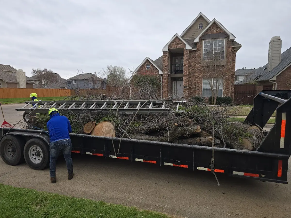 Expert Tree Pest Control with proper safety equipment in Edson